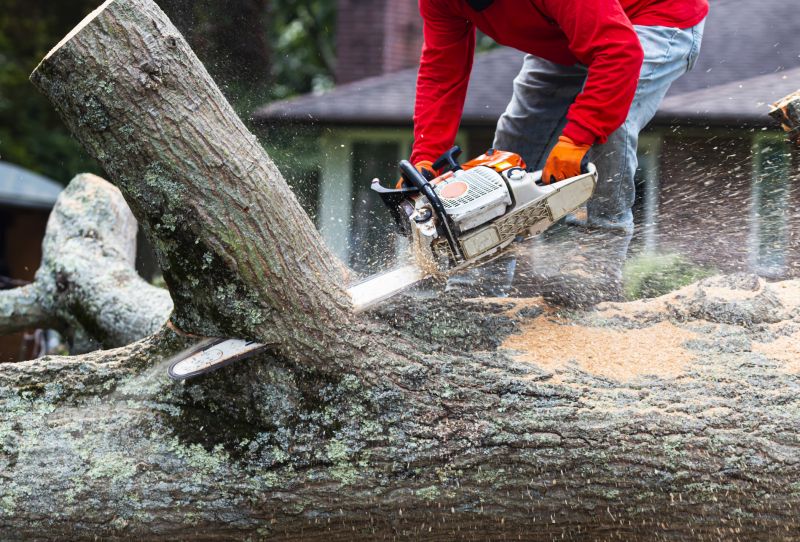 Top Rated Tree Removal Equipment