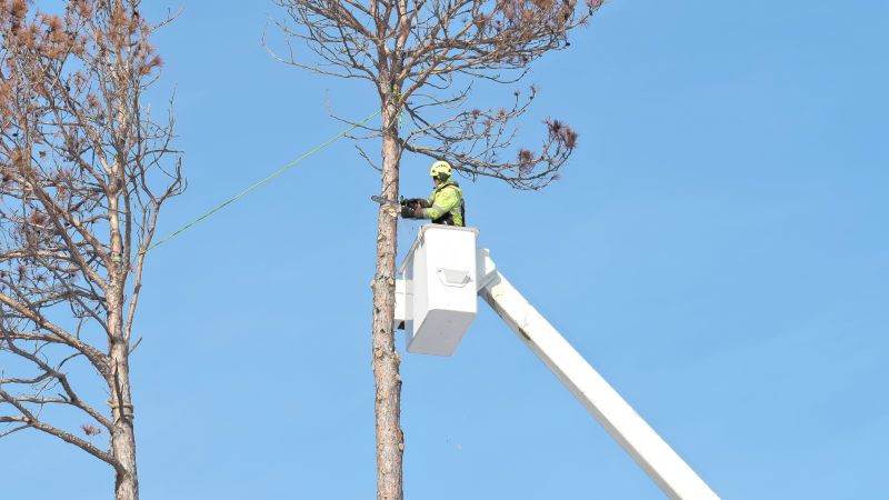 Who provides tree removal services in Ooltewah TN