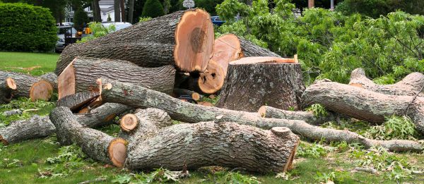 Large Tree Removal in Ooltewah
