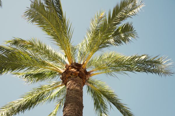 Palm Tree Removal in Ooltewah