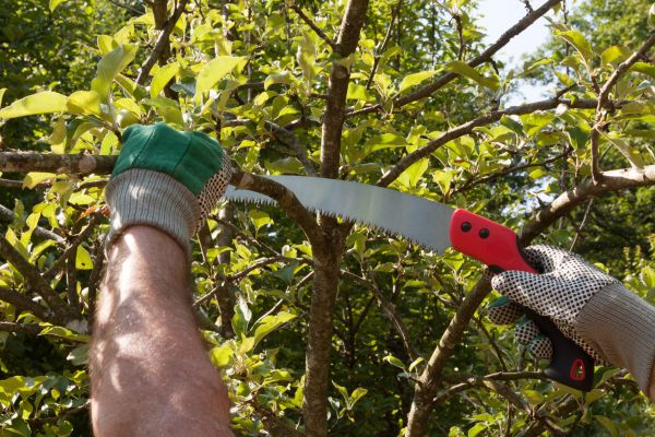 Small Tree Removal in Ooltewah