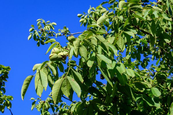 Cost of Walnut Tree Removal in Ooltewah
