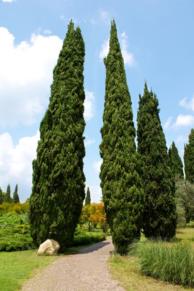 Cost of Cypress Tree Removal in Ooltewah