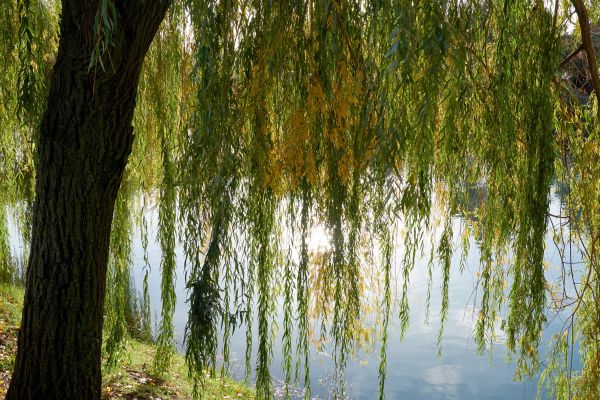 Cost of Willow Tree Removal in Ooltewah
