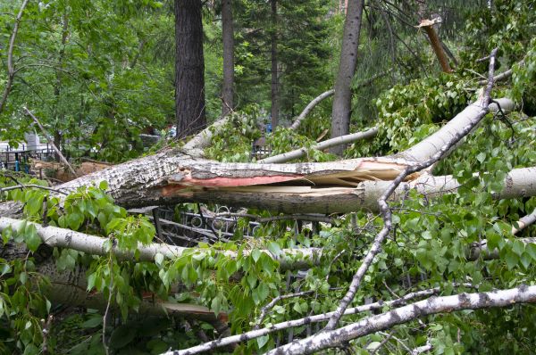 Birch Tree Removal in Ooltewah