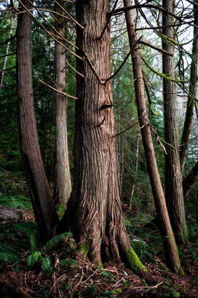 Cost of Cedar Tree Removal in Ooltewah