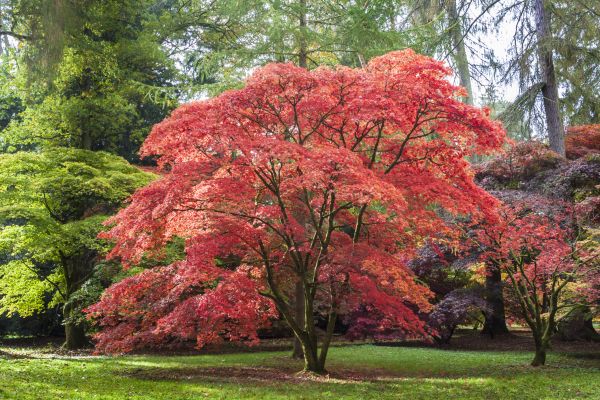 Cost of Maple Tree Removal in Ooltewah