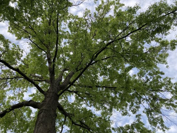 Cost of Oak Tree Removal in Ooltewah