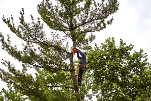 Cost of Pine Tree Removal in Ooltewah