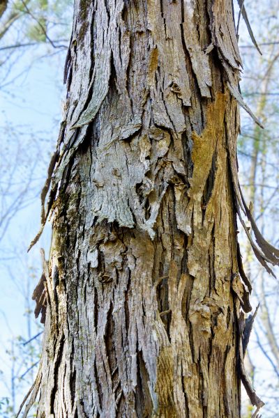 Hickory Tree Removal in Ooltewah