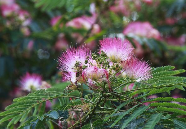 Mimosa Tree Removal in Ooltewah