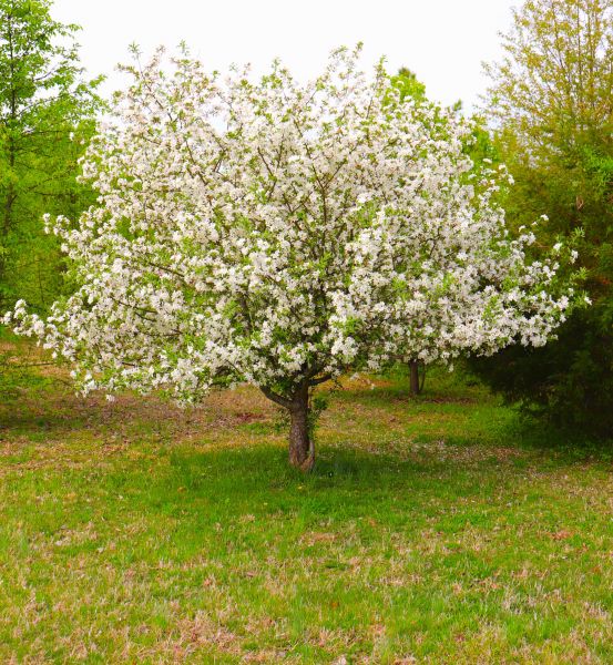 Dogwood Tree Removal in Ooltewah