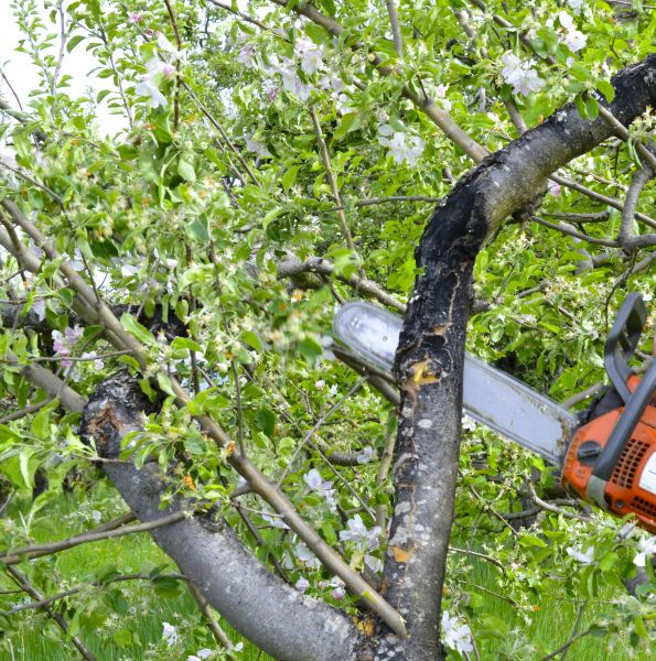Apple Tree Removal in Ooltewah
