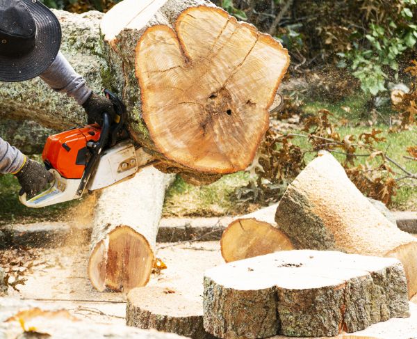 Tree Removal Service in Ooltewah