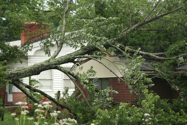 Emergency Tree Removal in Ooltewah