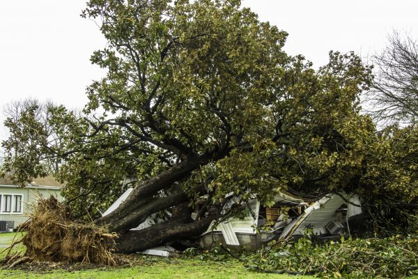 Fallen Tree Removal in Ooltewah