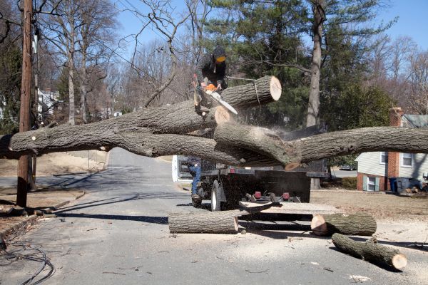 Cost of Residential Tree Removal in Ooltewah