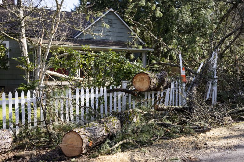 Residential Tree Cleanup