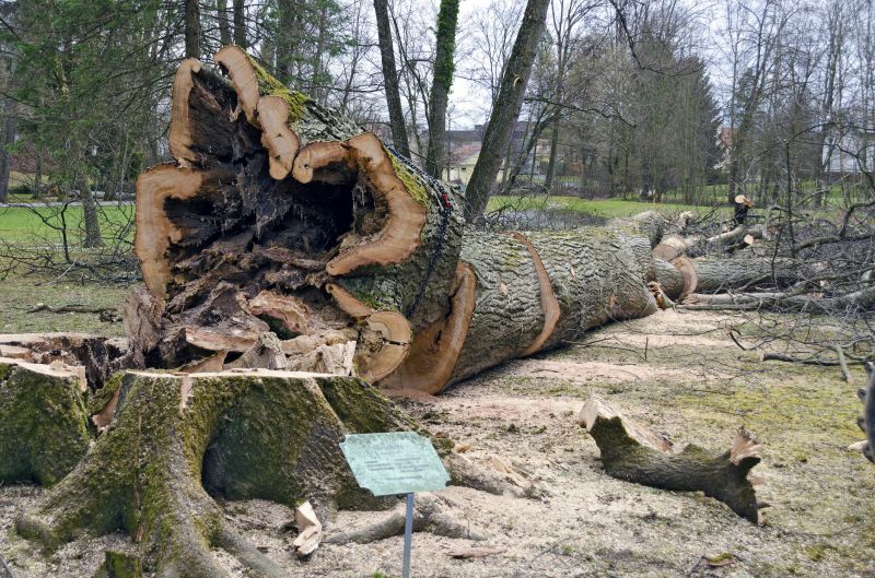Fallen Tree Removal
