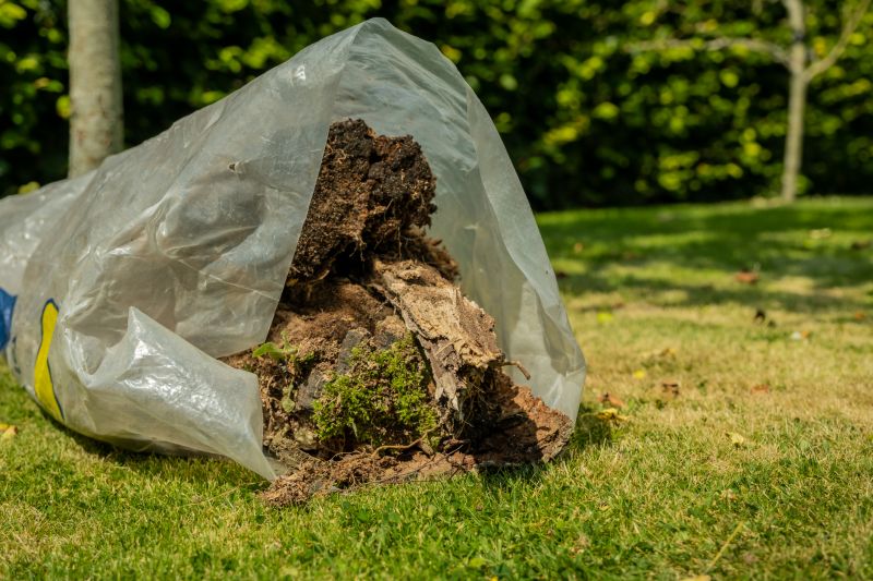 Healthy Trees Before Removal