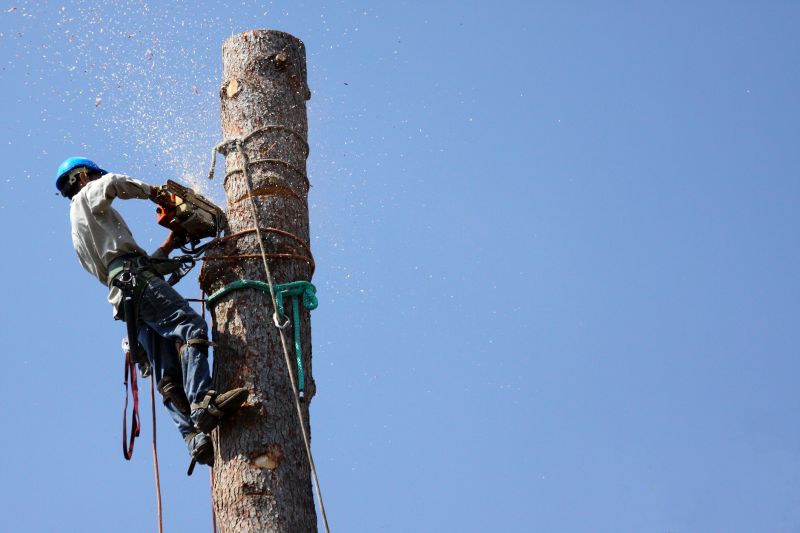 Pre-Removal Tree Inspection