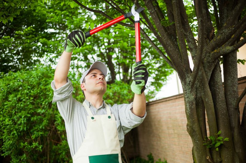 Spring Tree Removal