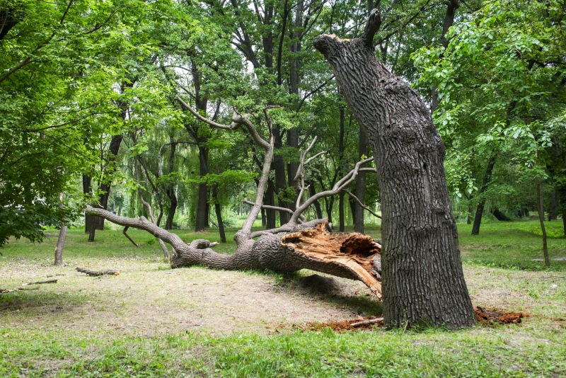 Storm Damage Response