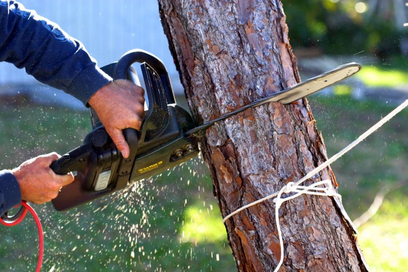 Tree Removal in Progress