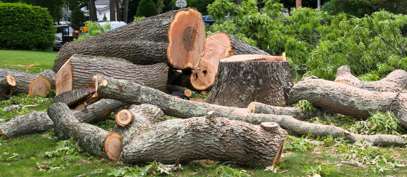 Completed Tree Removal Site
