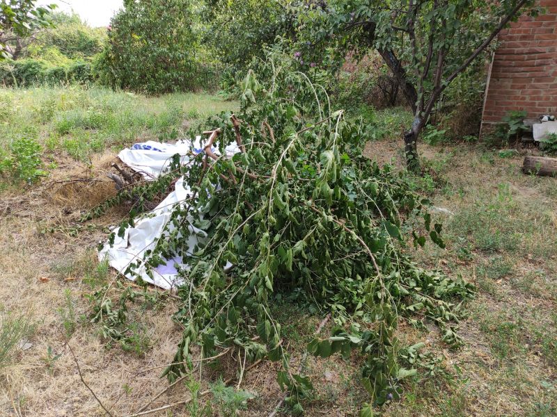 Post-Removal Landscaping