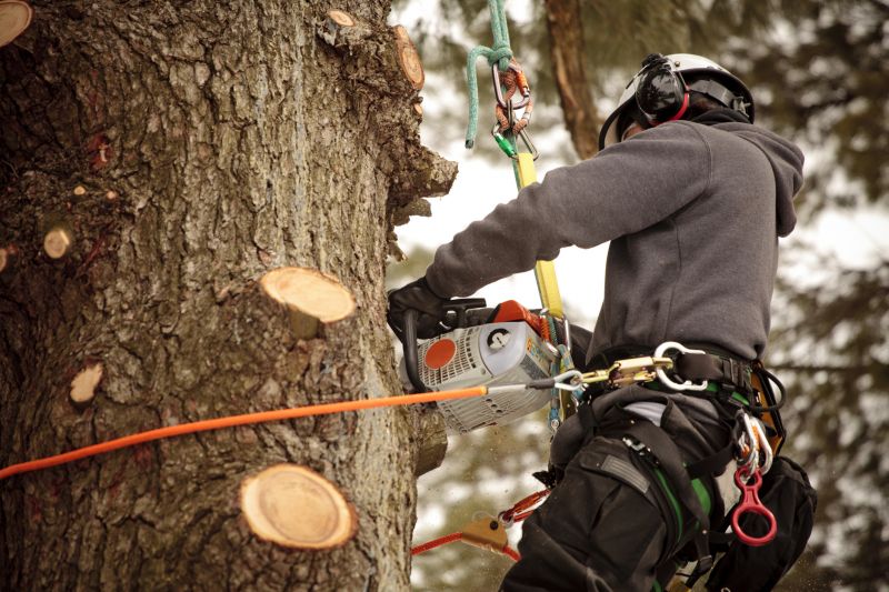 Arborists and Tree Surgeons