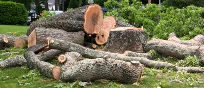 Landscaping Firms